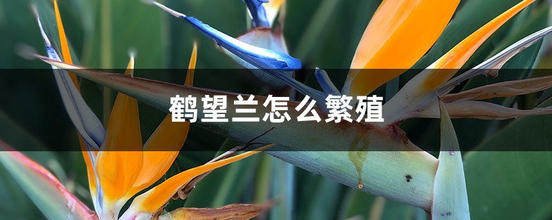 鹤望兰怎么繁殖，怎么让它长侧芽