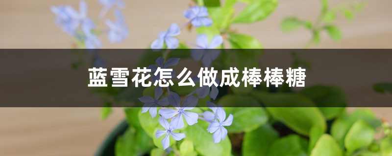 蓝雪花怎么做成棒棒糖，怎么养护