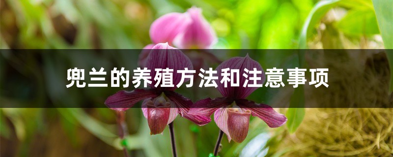 兜兰的养殖方法和注意事项