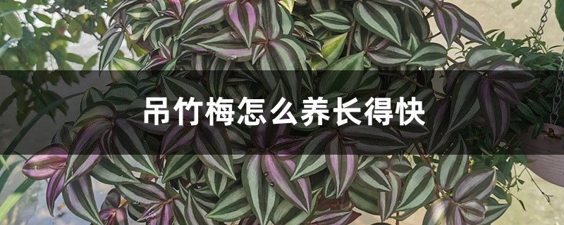 吊竹梅怎么养长得快，徒长了怎么办