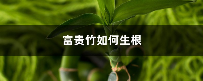 富贵竹如何生根