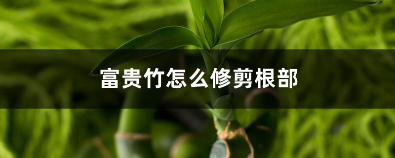 富贵竹怎么修剪根部