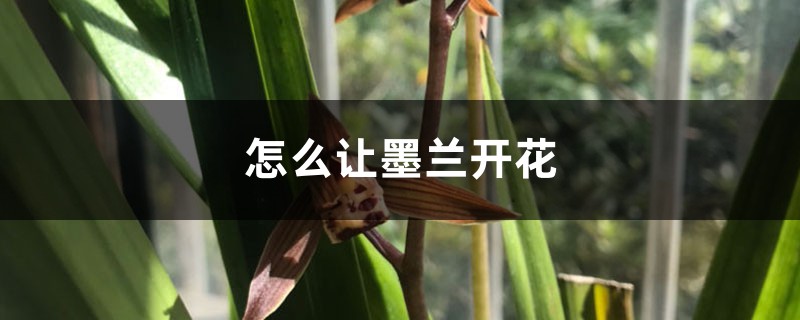 怎么让墨兰开花，开花期怎么养