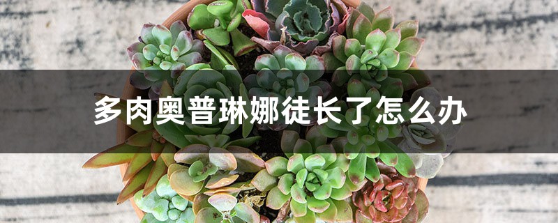 多肉奥普琳娜徒长了怎么办