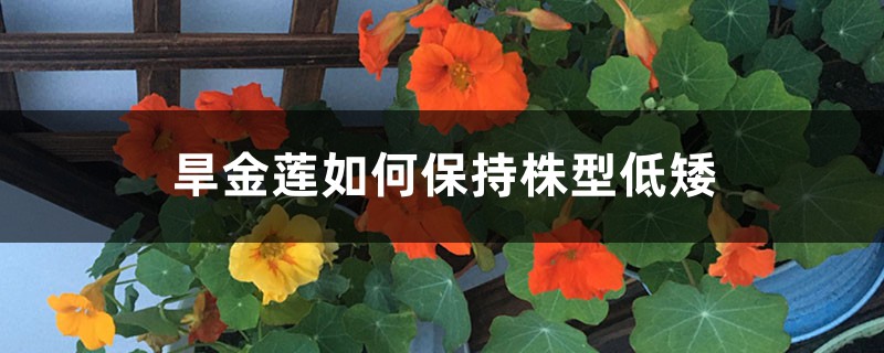 旱金莲如何保持株型低矮