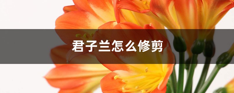 君子兰怎么修剪
