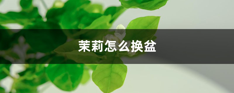 茉莉怎么换盆
