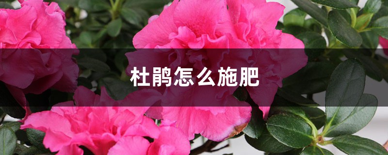 杜鹃怎么施肥