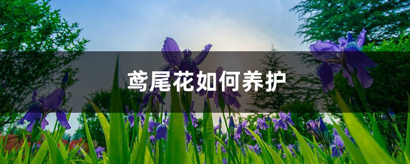 鸢尾花如何养护，繁殖方法有哪些