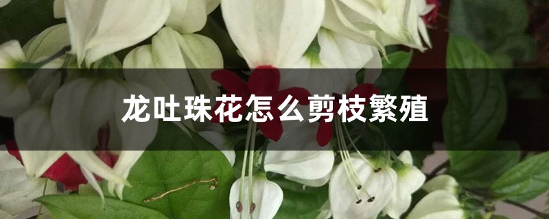 龙吐珠花怎么剪枝繁殖