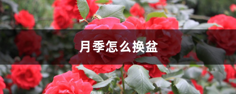 月季怎么换盆