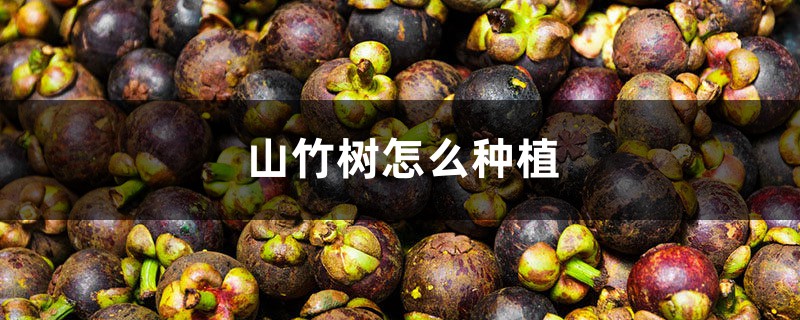 山竹树怎么种植