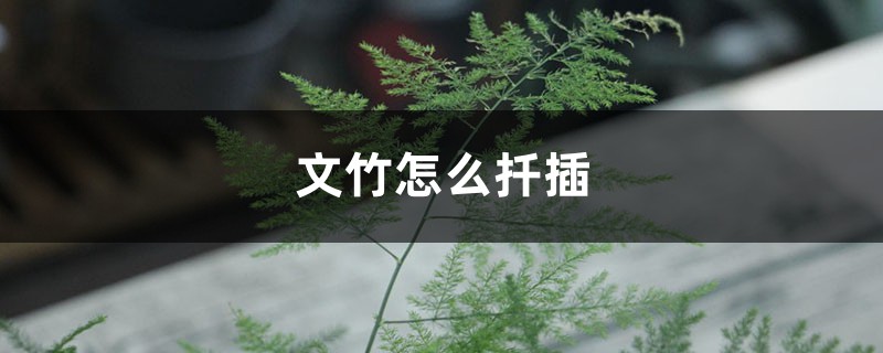 文竹怎么扦插