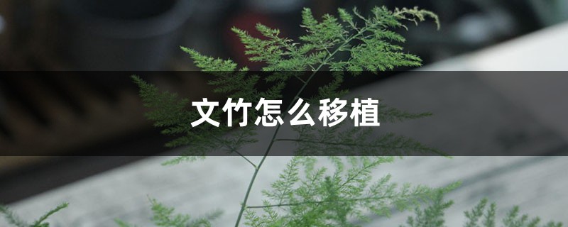 文竹怎么移植