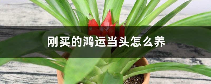 刚买的鸿运当头怎么养，怎么浇水