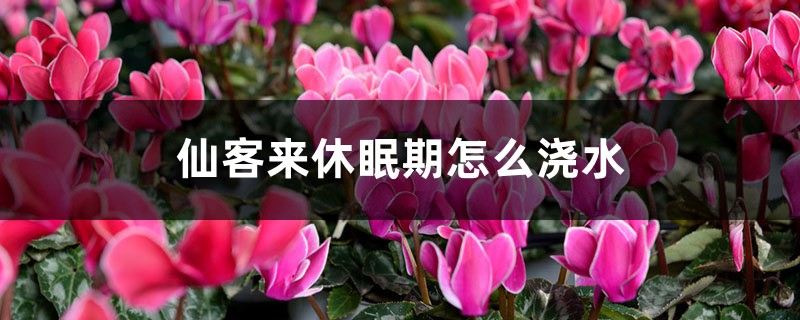仙客来休眠期怎么浇水