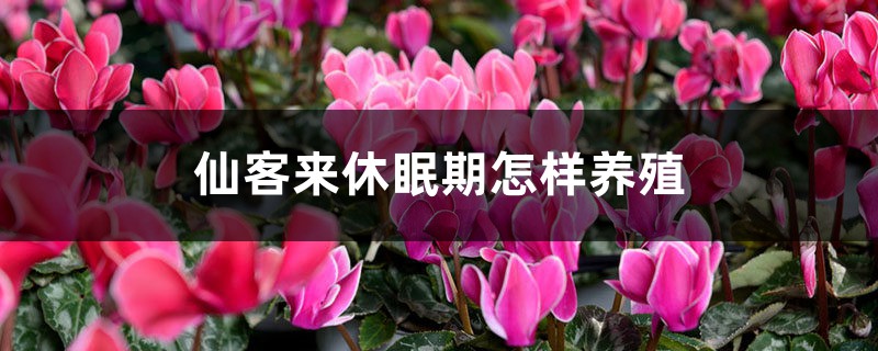 仙客来休眠期怎样养殖