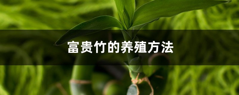 富贵竹的养殖方法