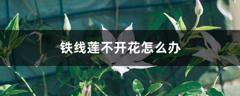铁线莲不开花怎么办