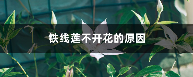铁线莲不开花的原因