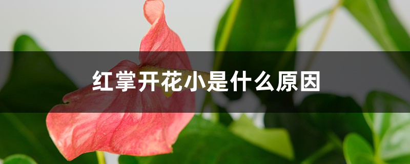 红掌开花小是什么原因