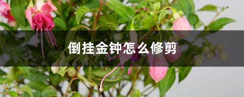 倒挂金钟怎么修剪