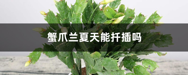 蟹爪兰夏天能扦插吗