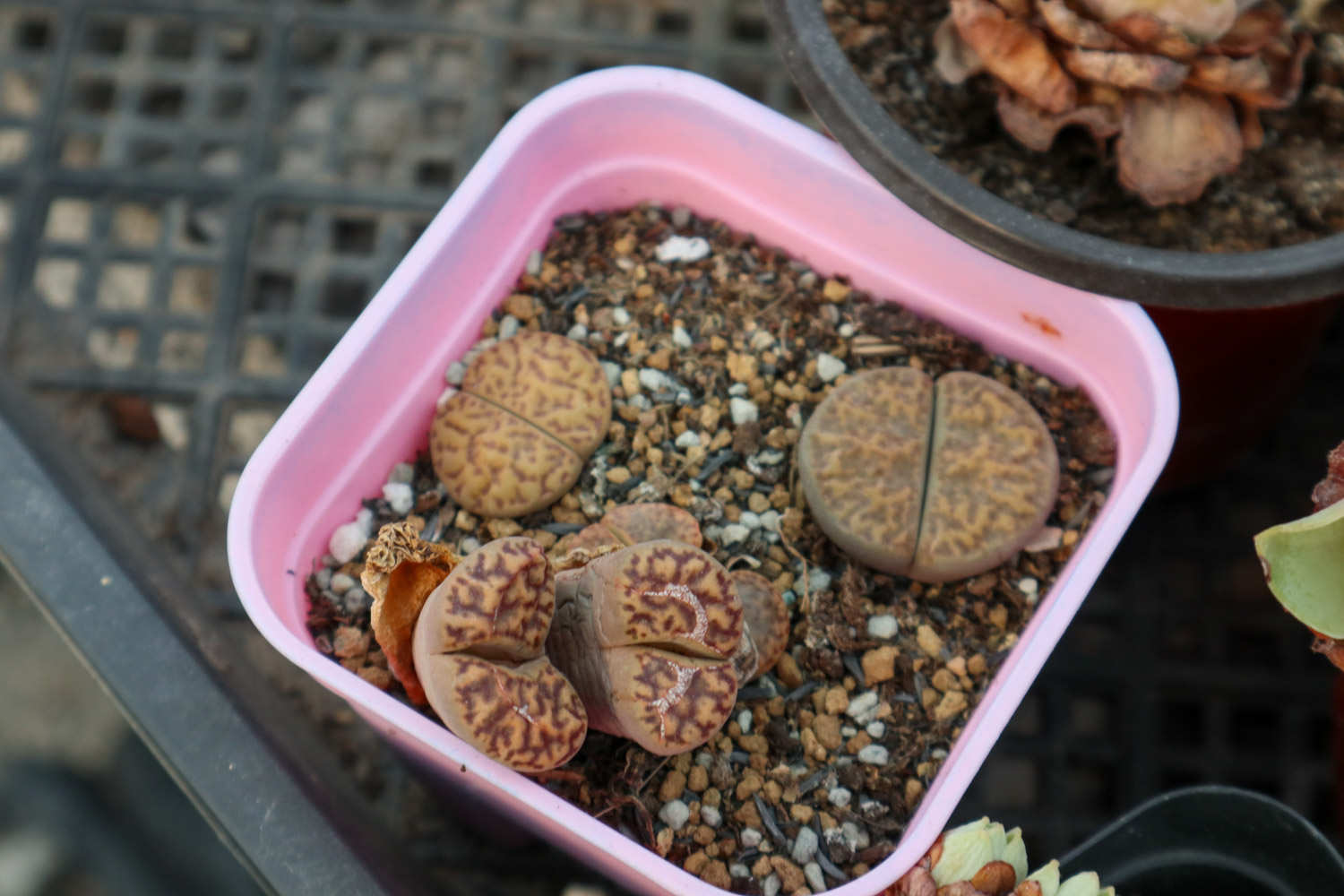 生石花