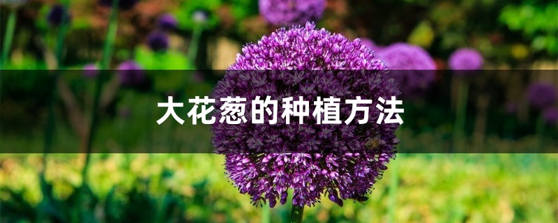 大花葱的种植方法，怎么管理
