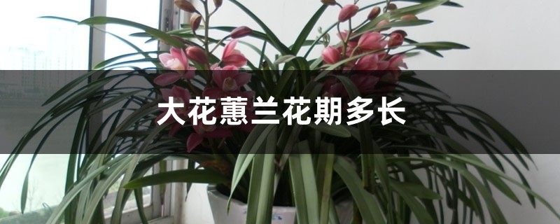 大花蕙兰花期多长，花期怎么养护