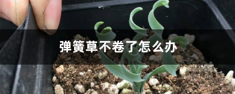 弹簧草不卷了怎么办，可以剪叶子吗