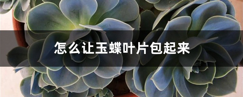 怎么让玉蝶叶片包起来，怎么养