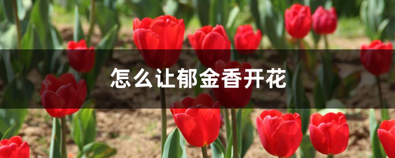 怎么让郁金香开花，开花后怎么处理