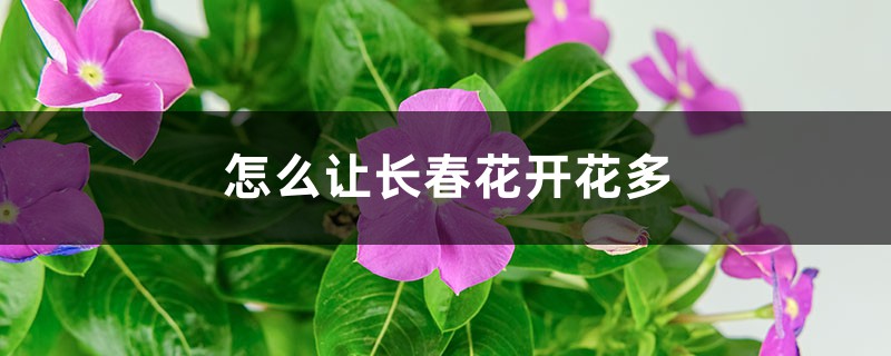 怎么让长春花开花多，开花后怎么修剪
