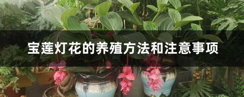 宝莲灯花的养殖方法和注意事项