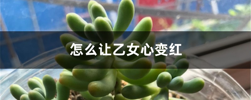 怎么让乙女心变红，徒长怎么办