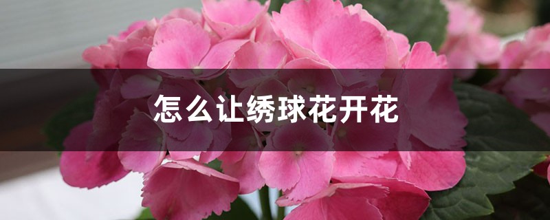 怎么让绣球花开花，开花后怎么处理