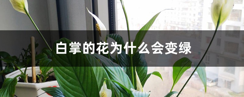 白掌的花为什么会变绿