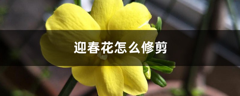 迎春花怎么修剪