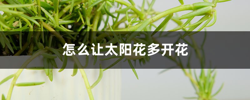 怎么让太阳花多开花，花朵小怎么回事