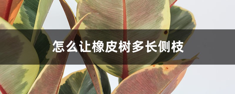 怎么让橡皮树多长侧枝，主干可以刻芽吗