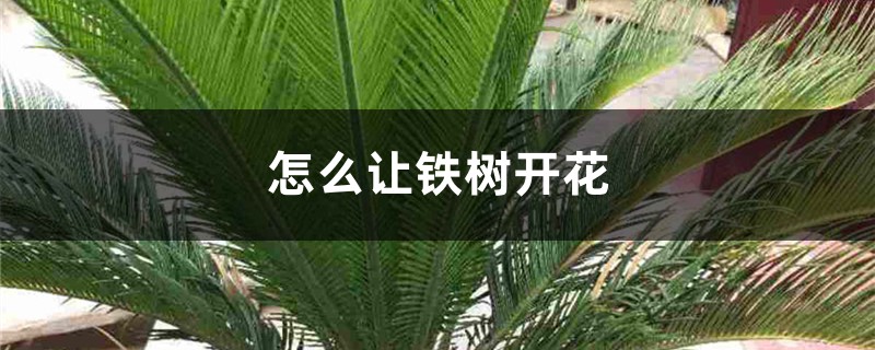 怎么让铁树开花，开花代表什么