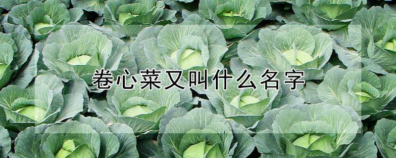 卷心菜又叫什么名字