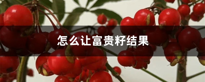 怎么让富贵籽结果，落果了怎么办