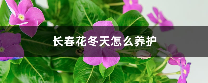 长春花冬天怎么养护，叶子发黄怎么办