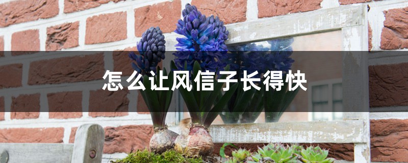 怎么让风信子长得快，长太高怎么处理