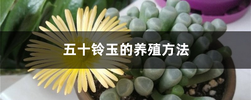 五十铃玉的养殖方法，怎么养爆盆