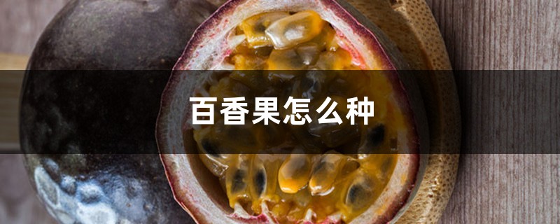 百香果怎么种