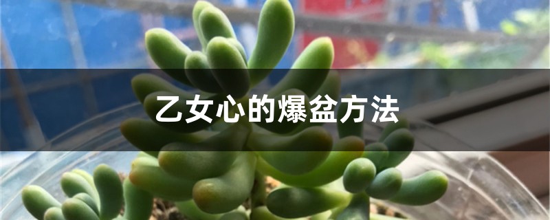 乙女心的爆盆方法