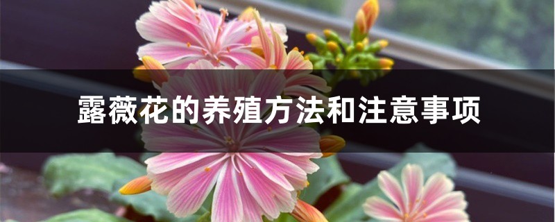 露薇花的养殖方法和注意事项